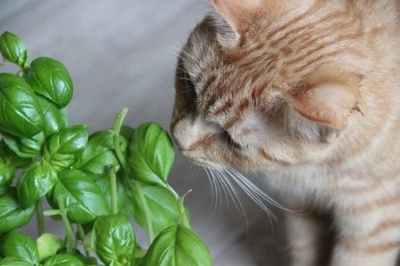 Why animals chew indoor plants